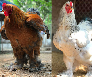 Gà khổng lồ 35 triệu/cặp: Cơn sốt hàng hiếm, dân chơi săn lùng