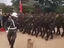 VIdeo: Chú chó vô tình tham gia diễu binh và tình huống 'khó đỡ'