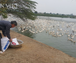 Nuôi đàn vịt đẻ siêu cao cổ 20.000 con, lãi 600 triệu/năm