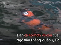 Video: Hồ cá Koi gần 14 tỷ đồng của doanh nhân Sài Gòn