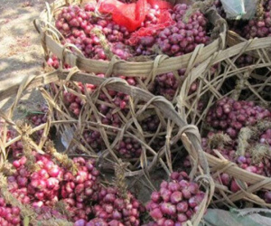 Cứu hành tím, dưa hấu, củ cải, khoai tây... đến bao giờ?