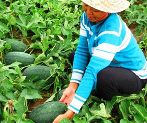 Thương lái Trung Quốc 'ăn hàng', giá dưa hấu tăng vọt lên 8.000đ/kg