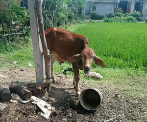 Phó chủ tịch xã phân bổ 10 con bò giống chỉ trong hai tiếng