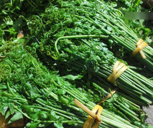 Cơn sốt 'rau trường sinh': Thương lái Tàu ồ ạt thu gom
