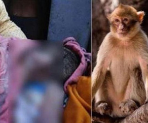 Bị khỉ bắt cóc khi đang ngủ cạnh mẹ, bé 16 ngày tuổi chết thương tâm dưới giếng sâu