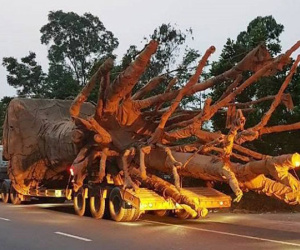 Cây 'quái thú' vi vu trên QL1A: Đắk Lắk phát hiện điều gì?