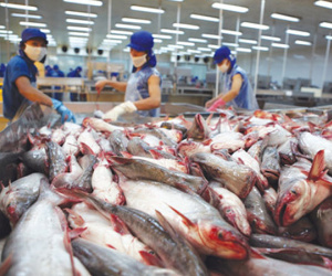 Vua cá tra Hùng Vương giải thích việc lỗ nặng vì… nuôi heo