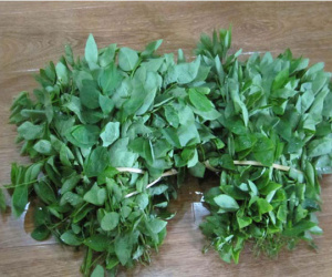 Đông y chỉ ra một loạt bài thuốc chữa bệnh từ rau ngót cực hay cực dễ áp dụng