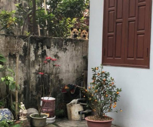 Nỗi ám ảnh của thanh niên sợ chó mà nhà hàng xóm lúc nào cũng có mấy con thập thò