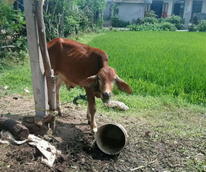 Bán bò giống chính sách, người thân cán bộ xin hoàn lại nửa tiền