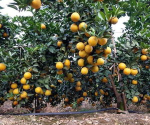 Cam, bưởi nguy cơ 'vỡ trận': Bộ chỉ khuyến cáo, tất cả tại dân ham