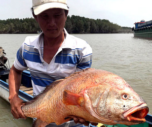 Ngư dân Bà Rịa - Vũng Tàu bắt được cá 9 kg nghi sủ vàng