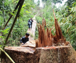 Quảng Nam: Hàng loạt cán bộ bị đình chỉ công tác