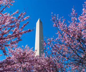 Hoa anh đào Nhật sắp nở rộ giữa Washington D.C.
