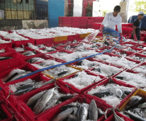 Nỗ lực gỡ thẻ vàng cho thủy sản