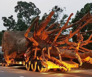 Bộ Giao thông Vận tải truy đường đi của xe chở 3 cây đa 'khủng'