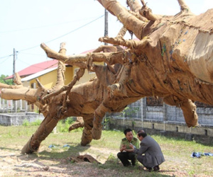 Kiểm lâm Huế bàn giao hai cây cổ thụ quá khổ, quá tải cho chủ cây