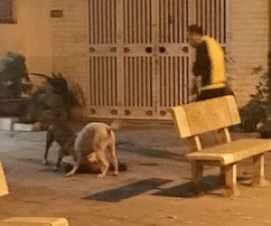 Hà Nội: Chủ nhân đau đớn chứng kiến chó cưng Poodle bị 2 con Pitbull cắn xé tới chết mà chẳng thể làm gì