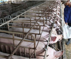 Ngành chăn nuôi trước sức ép từ CPTPP