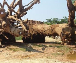 Ba cụ cây quái thú bên đường sẽ qua đời?