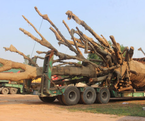 3 cây đa khổng lồ chuẩn bị rời Huế sau nửa tháng 'giam giữ'