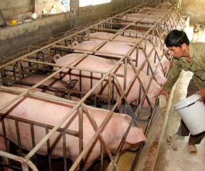 Giá heo hơi hôm nay 13/4: Tiếp tục tăng 'nóng', cán mốc 4 triệu/tạ