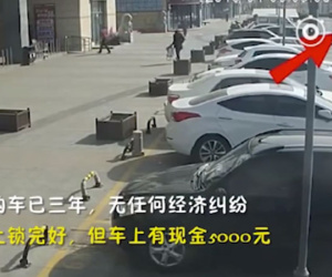 Mất xe ô tô, sốc khi xem video thấy 'thủ phạm'