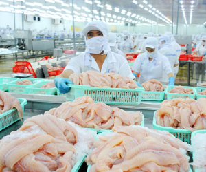 Xuất khẩu cá tra sang EU giảm
