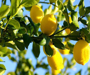 5 loại cây hút ẩm, diệt nấm mốc cực tốt nhất định nên trồng trong nhà mùa này