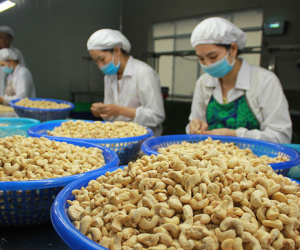 Giá điều giảm mạnh