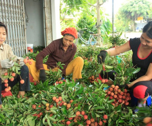 Hải Dương chuẩn bị 'tung' ra thị trường 15.000 tấn vải thiều sớm