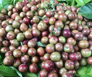 Mận đầu mùa: 200 ngàn/kg chị em thèm chua vét sạch