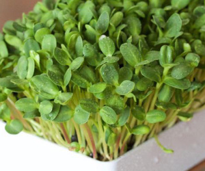 Tự trồng rau mầm hướng dương giòn bùi, 2 tuần là có rau ăn 'tẹt ga' ai cũng mê