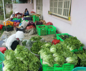 40.000 đồng một kg xà lách cô rôn Đà Lạt