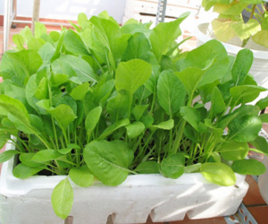 8 loại rau quả nên trồng vào nửa cuối tháng 4 và tháng 5