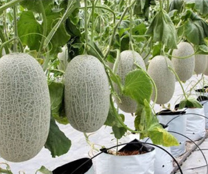 Cách trồng dưa hấu, dưa lê và dưa lưới sai trĩu trịt trên ban công