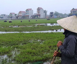 Chỉ có ở Thanh Hóa: Chăn trâu bò phải đóng phí cỏ