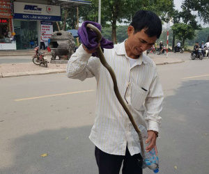 Cư dân Linh Đàm, Hà Nội hoang mang vì 2 lần thấy rắn dài cả mét 'từ trên trời rơi xuống'