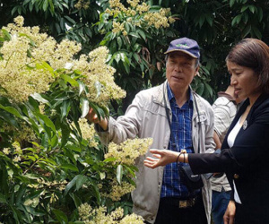 Kịch bản chống rớt giá cho nhãn, vải