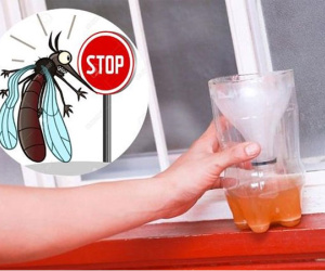 Mẹo bắt 'sạch bách' muỗi trong nhà chỉ cần một ít bia uống dở và thứ nhà nào cũng có