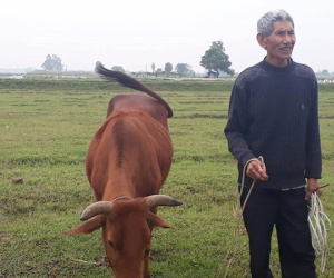 Thanh Hóa: Yêu cầu xử lý nghiêm vụ trâu, bò ăn cỏ trên đồng phải đóng phí