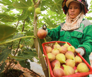 Trang trại sung Mỹ thu hoạch hàng trăm ký mỗi ngày ở Đồng Nai