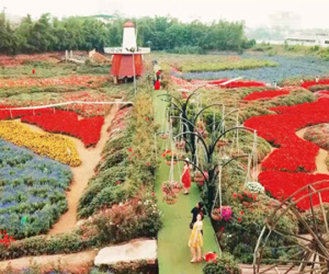 Video: Thung lũng hoa rộng 70 ha ở Hà Nội