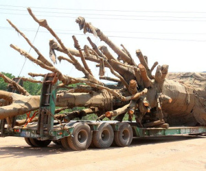 Bộ GTVT báo cáo Chính phủ 4 xe chở cây 'quái thú'