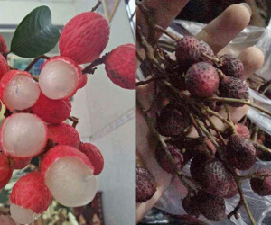 Chuyện mua hàng online: Đã chọn mua shop đắt để tăng độ tin cậy nhưng kết quả lại thất vọng nhân đôi