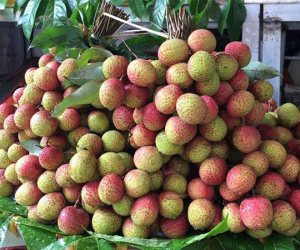 Bất ngờ với giá vải sớm đầu mùa