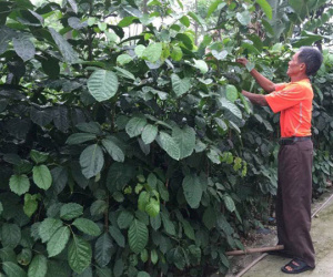 Dân trồng đinh lăng Sông Lô nhờ Traphaco giải cứu nhưng không được