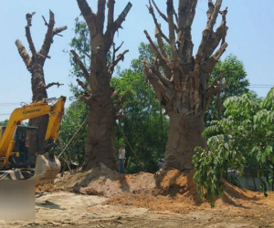 Hé lộ đích đến và hợp đồng trăm triệu chở cây ‘quái thú’