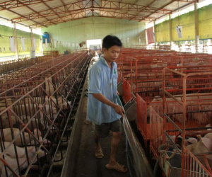 Giá heo tăng mạnh trở lại nhưng nhiều người lại... buồn