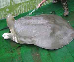 Hai năm chế tác tiêu bản rùa hồ Gươm